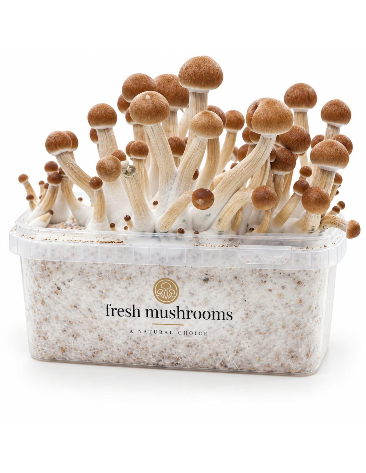 Pilz-Growkit Ecuador von Fresh Mushrooms, 1200 ml – Kit mit Pilzen, Vorderansicht
