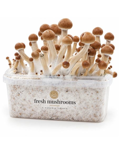 Pilz-Growkit Ecuador von Fresh Mushrooms, 1200 ml – Kit mit Pilzen, Vorderansicht