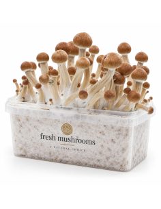 Pilz-Growkit Ecuador von Fresh Mushrooms, 1200 ml 2