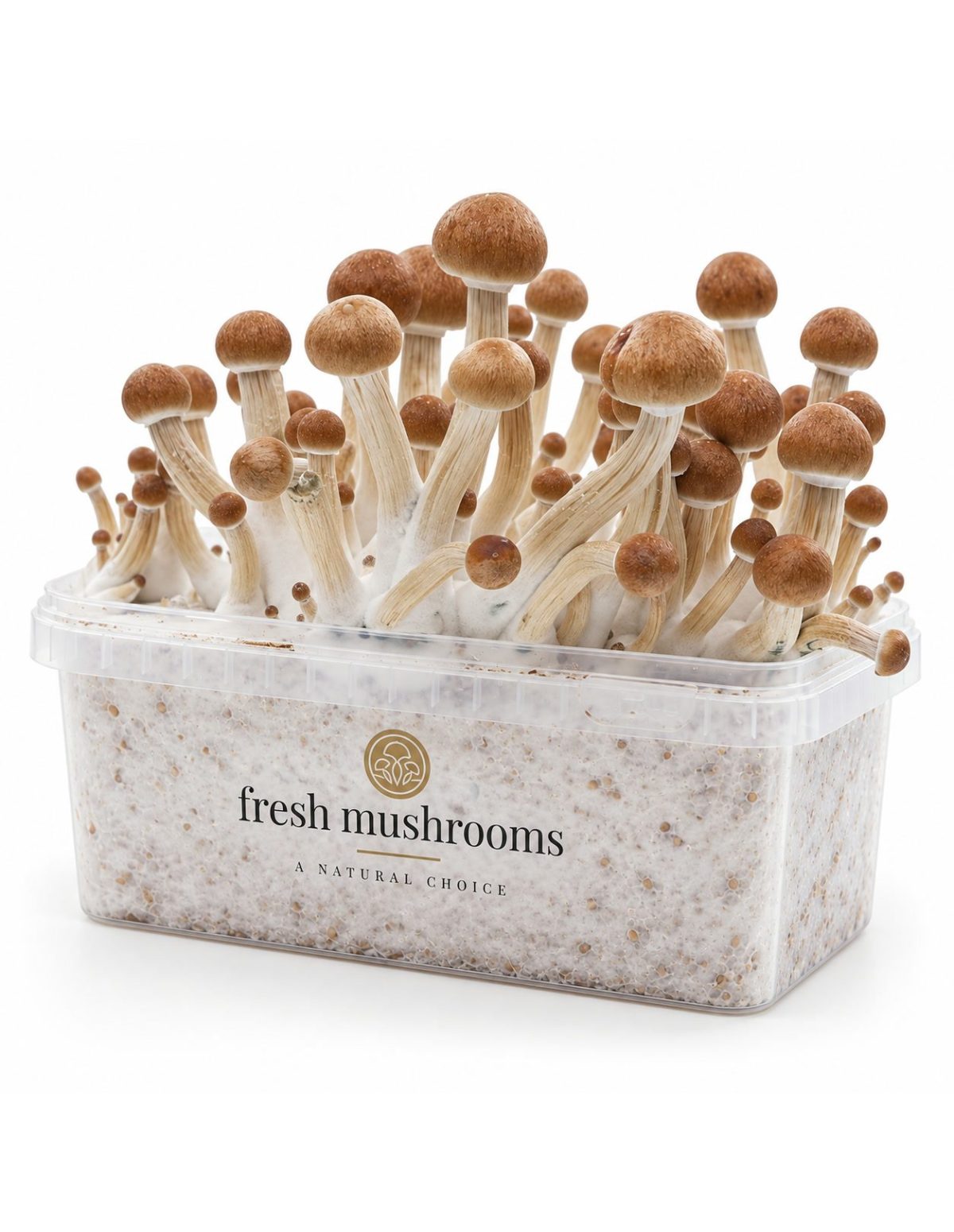 Pilz-Growkit Ecuador von Fresh Mushrooms, 1200 ml – Kit mit Pilzen, zweite Ansicht