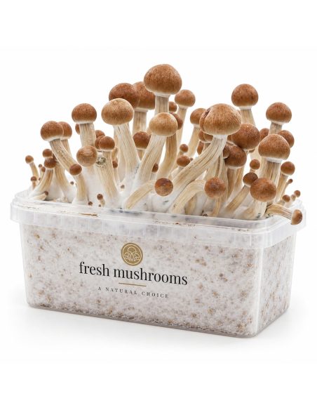 Pilz-Growkit Ecuador von Fresh Mushrooms, 1200 ml – Kit mit Pilzen, zweite Ansicht