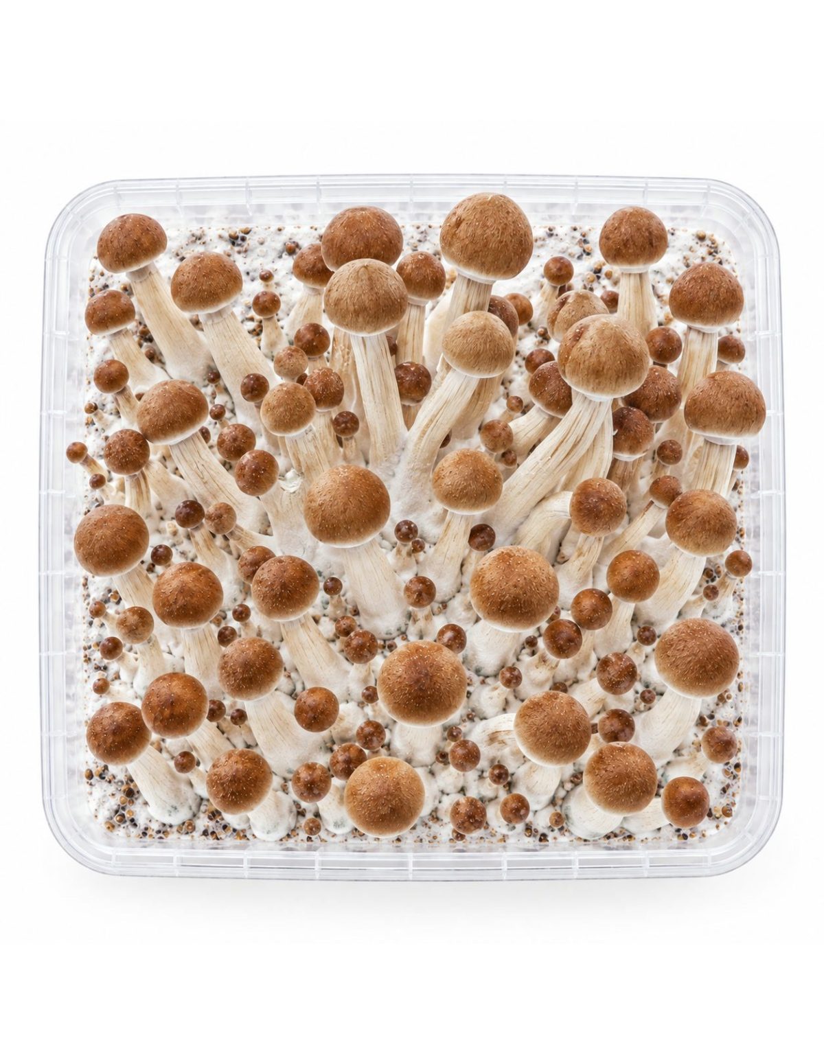 Pilz-Growkit Ecuador von Fresh Mushrooms, 1200 ml – Kit von oben