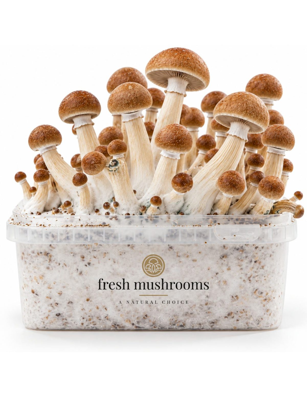 Pilz-Growkit Ecuador von Fresh Mushrooms, 1200 ml – Detail von Hüten und Stielen