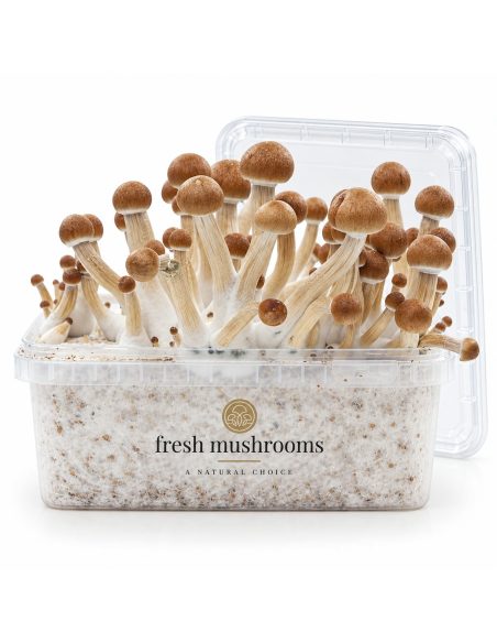 Pilz-Growkit Ecuador von Fresh Mushrooms, 1200 ml – geöffnetes Kit mit Deckel