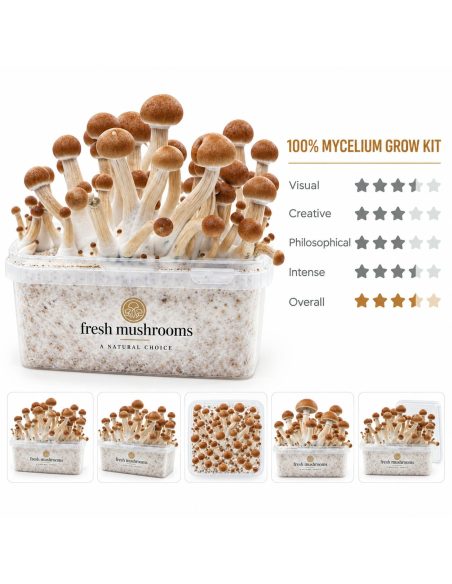 Pilz-Growkit Ecuador von Fresh Mushrooms, 1200 ml – Übersicht mit fünf kleinen Ansichten