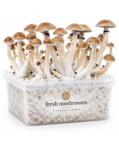 Pilz-Growkit Thai von Fresh Mushrooms, 1200 ml