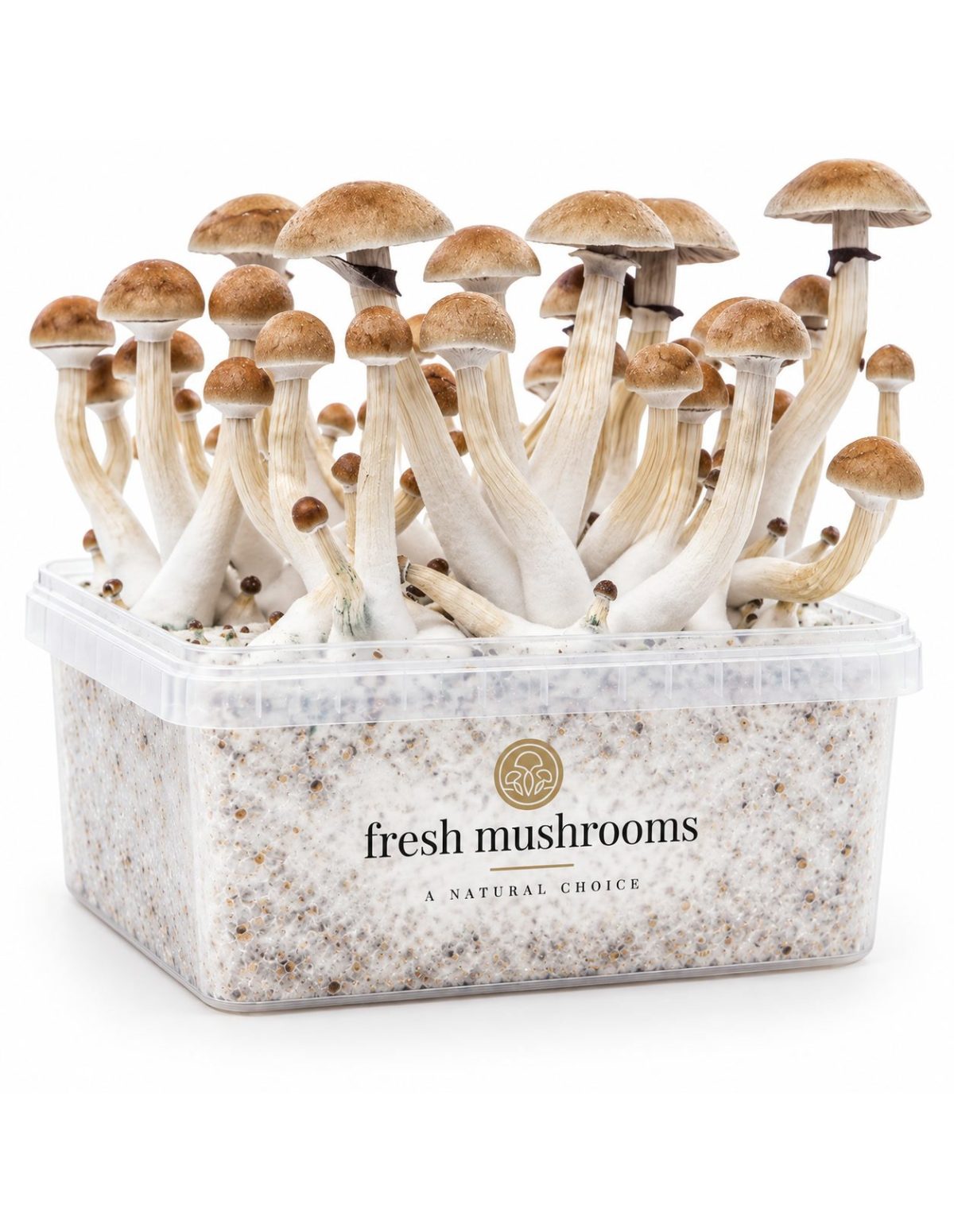 Pilz-Growkit Thai von Fresh Mushrooms, 1200 ml – Kit mit Pilzen, Schrägansicht