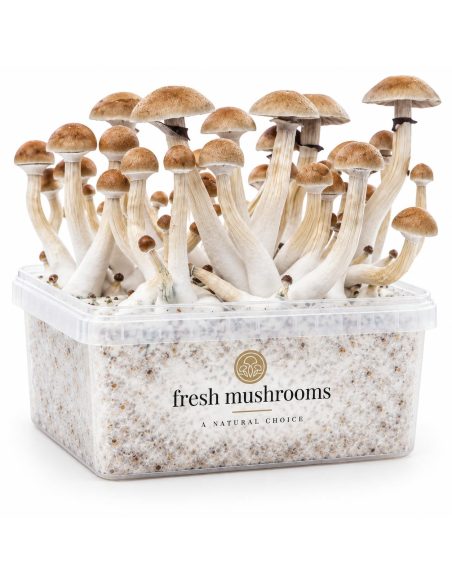 Pilz-Growkit Thai von Fresh Mushrooms, 1200 ml – Kit mit Pilzen, Schrägansicht