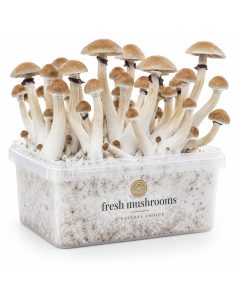 Pilz-Growkit Thai von Fresh Mushrooms, 1200 ml 2