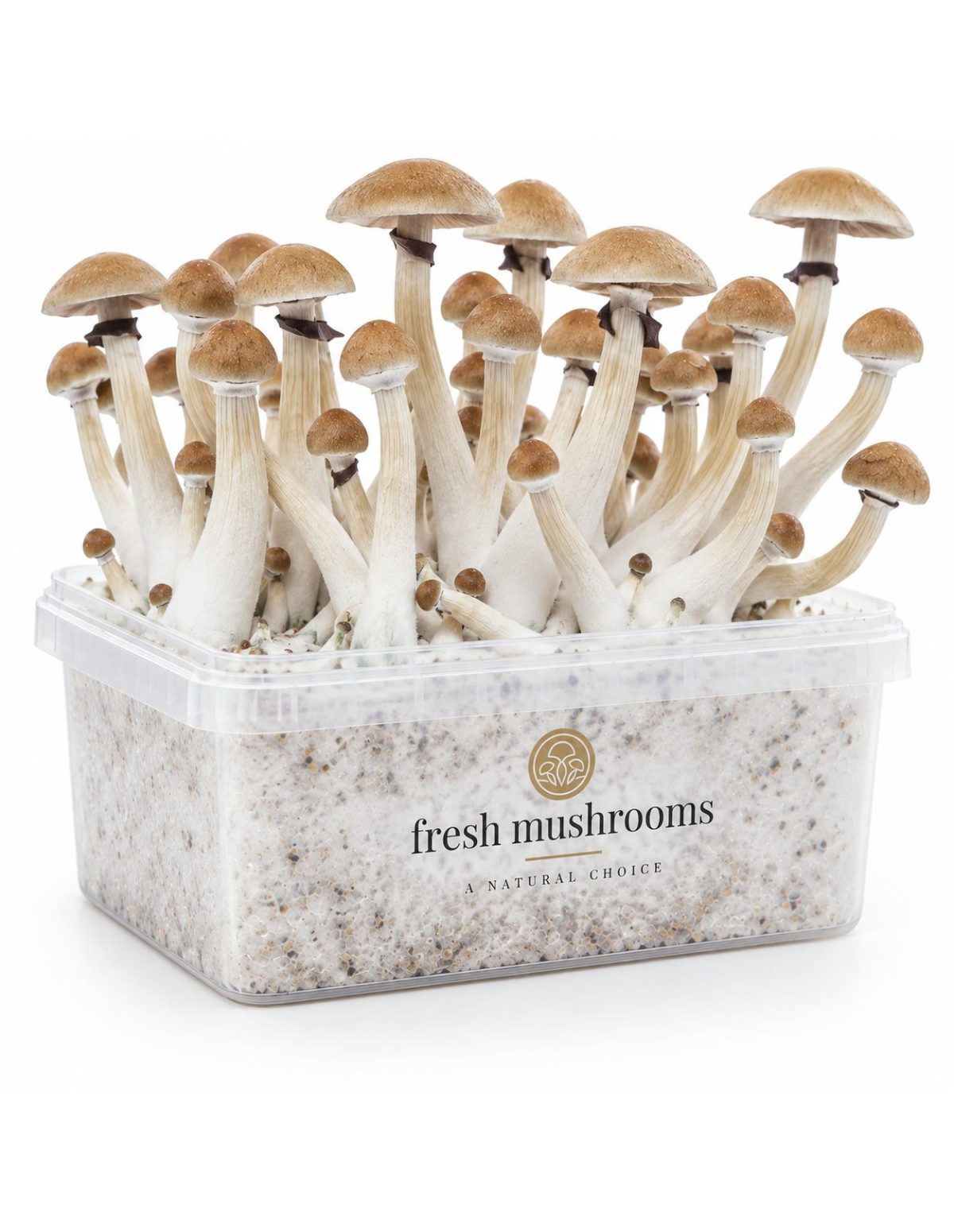 Pilz-Growkit Thai von Fresh Mushrooms, 1200 ml – Kit mit Pilzen, Gegenseite