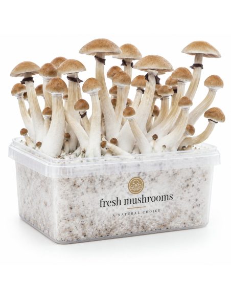 Pilz-Growkit Thai von Fresh Mushrooms, 1200 ml – Kit mit Pilzen, Gegenseite