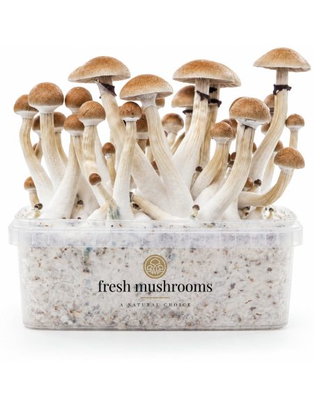 Pilz-Growkit Thai von Fresh Mushrooms, 1200 ml – Kit mit Pilzen, Vorderansicht