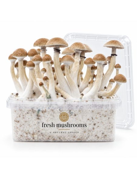 Pilz-Growkit Thai von Fresh Mushrooms, 1200 ml – Kit mit Pilzen und abgenommenem Deckel