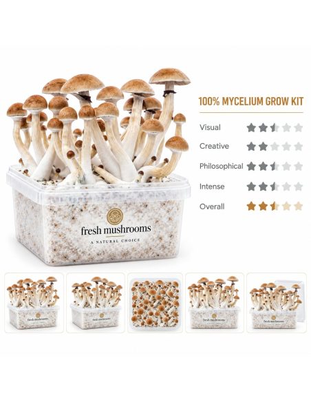 Pilz-Growkit Thai von Fresh Mushrooms, 1200 ml – Hauptansicht und fünf kleine Ansichten des Kits