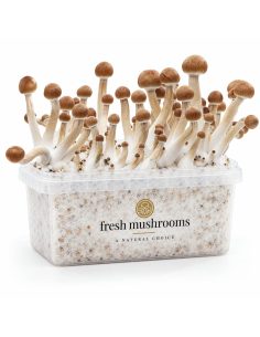 Pilz-Growkit Mazatapec von Fresh Mushrooms, 1200 ml