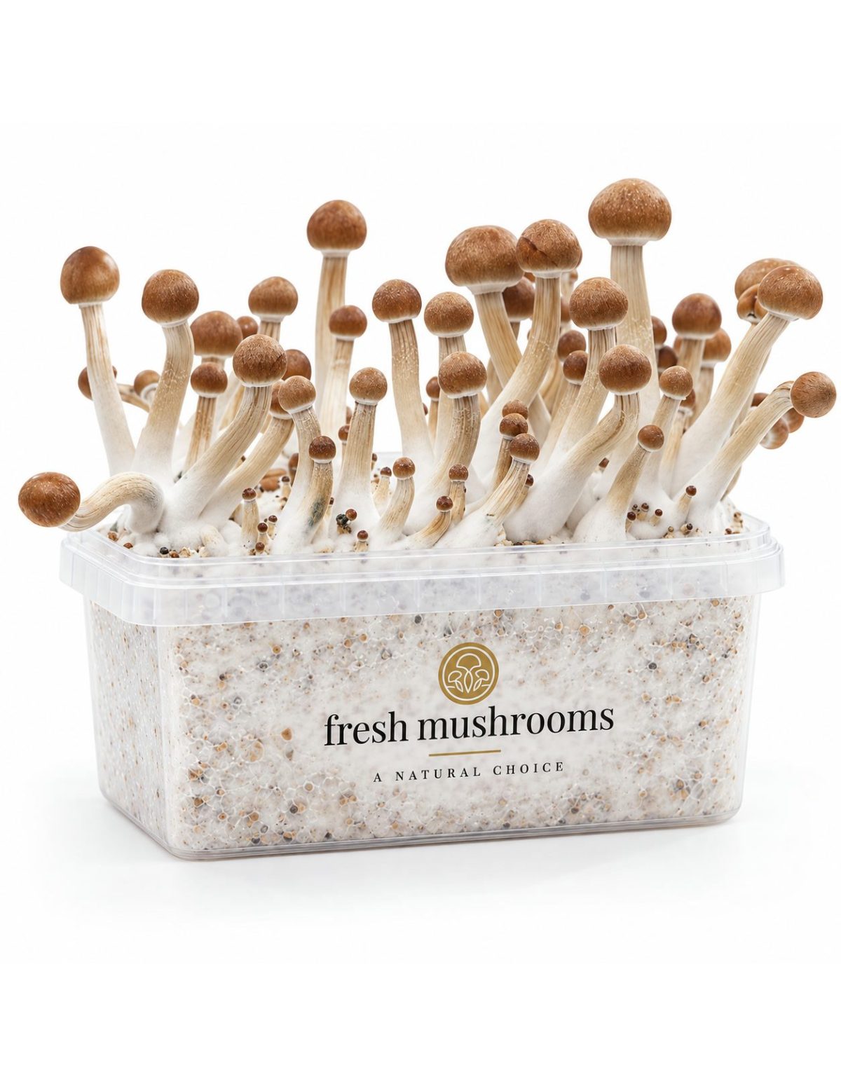 Pilz-Growkit Mazatapec von Fresh Mushrooms, 1200 ml – Kit mit Pilzen, Vorderansicht