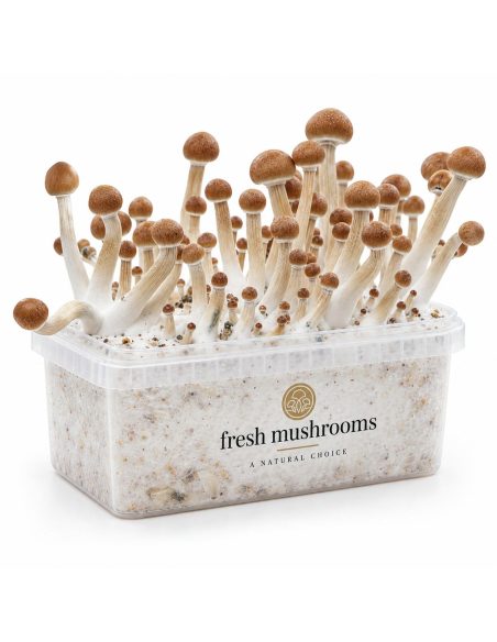Pilz-Growkit Mazatapec von Fresh Mushrooms, 1200 ml – Kit mit Pilzen, Schrägansicht
