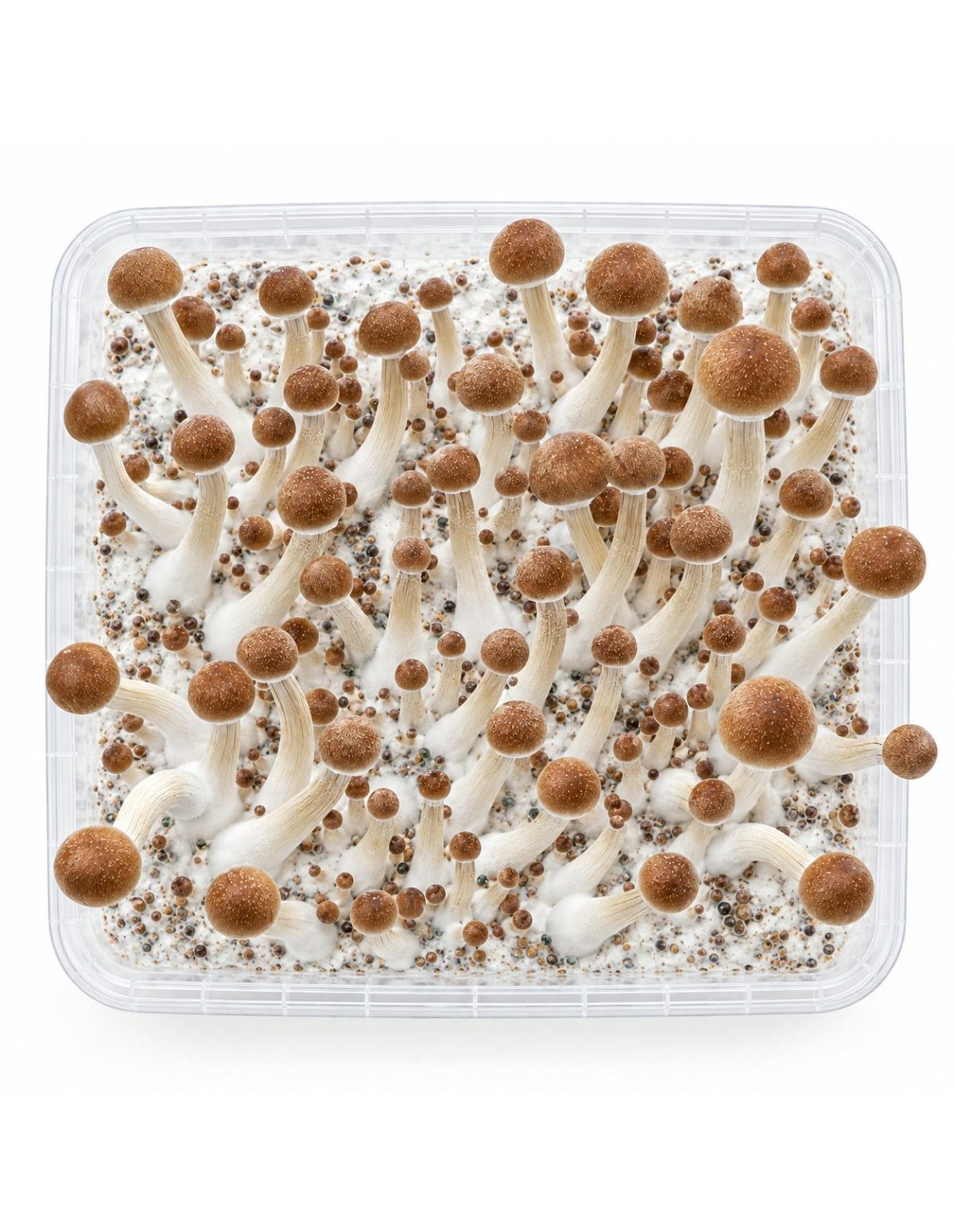 Pilz-Growkit Mazatapec von Fresh Mushrooms, 1200 ml – Kit von oben