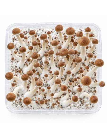 Pilz-Growkit Mazatapec von Fresh Mushrooms, 1200 ml – Kit von oben