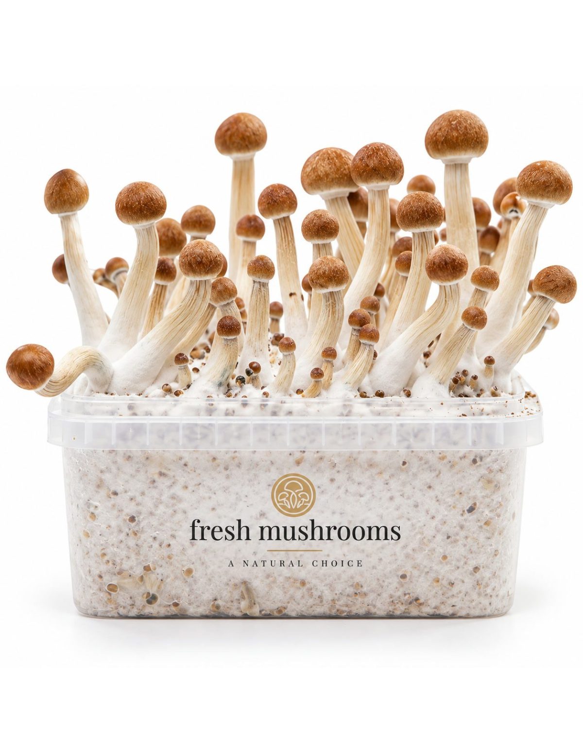 Pilz-Growkit Mazatapec von Fresh Mushrooms, 1200 ml – Kit mit Pilzen, frontale Ansicht