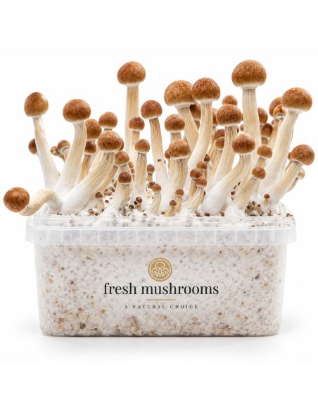 Pilz-Growkit Mazatapec von Fresh Mushrooms, 1200 ml – Kit mit Pilzen, frontale Ansicht