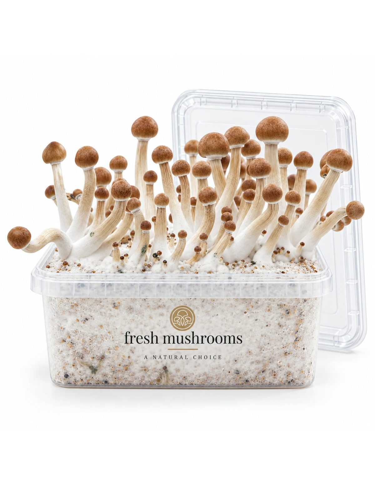 Pilz-Growkit Mazatapec von Fresh Mushrooms, 1200 ml – geöffnetes Kit mit transparentem Deckel