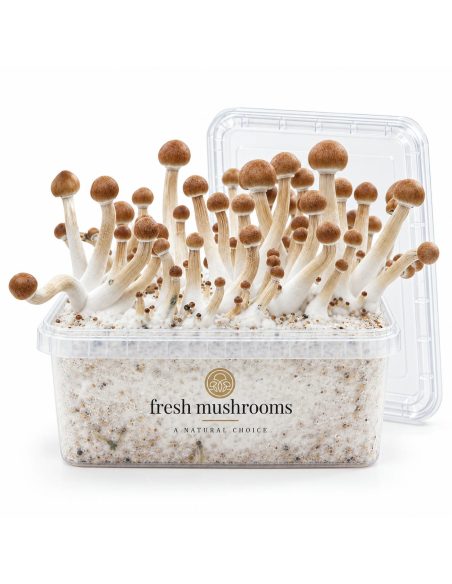Pilz-Growkit Mazatapec von Fresh Mushrooms, 1200 ml – geöffnetes Kit mit transparentem Deckel
