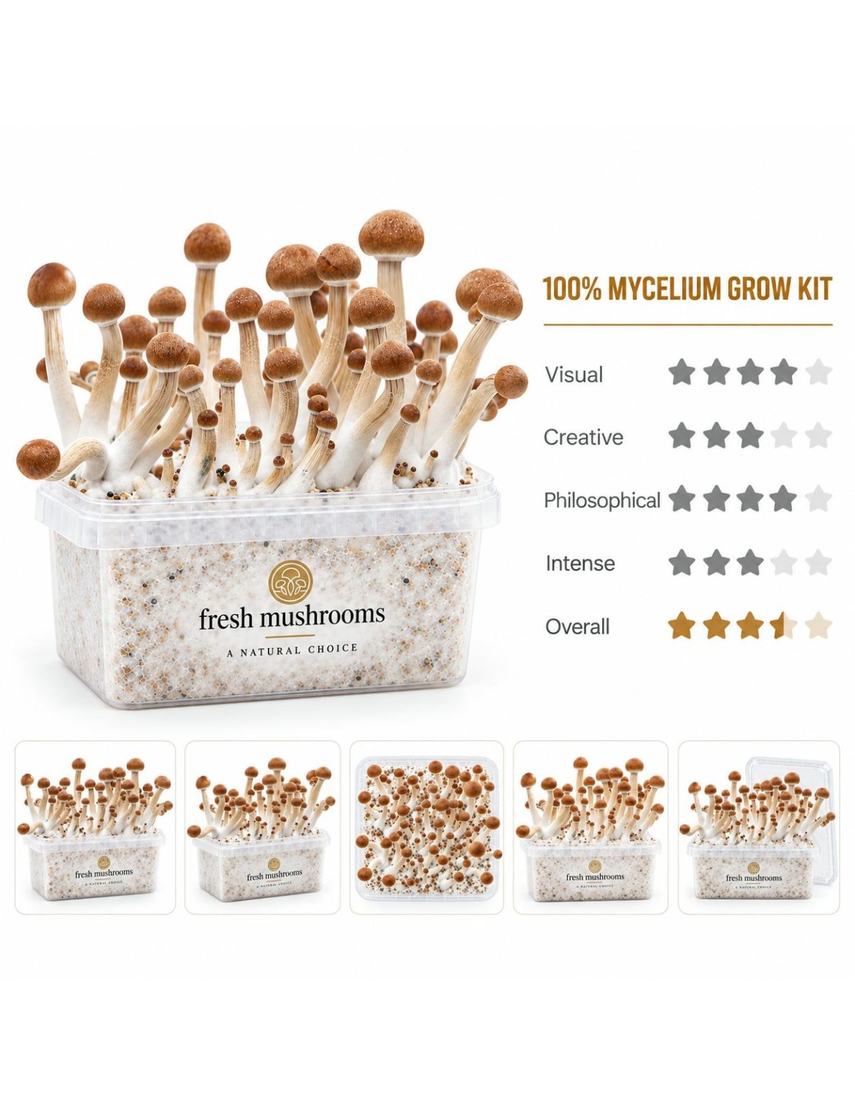 Pilz-Growkit Mazatapec von Fresh Mushrooms, 1200 ml – Kit mit fünf kleinen Ansichten