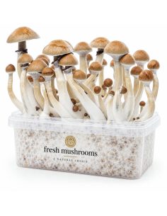 Pilz-Growkit Cambodian von Fresh Mushrooms, 1200 ml