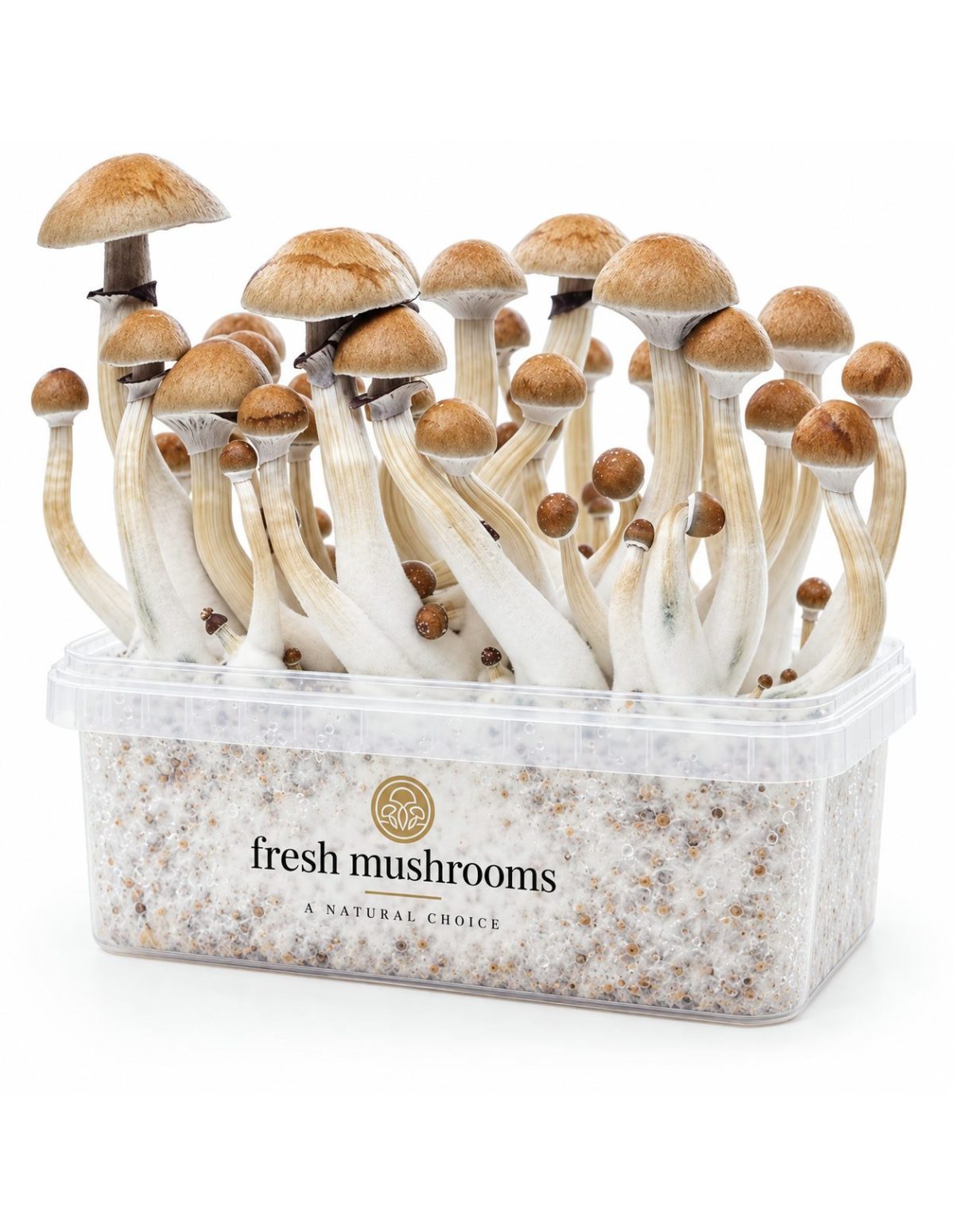 Pilz-Growkit Cambodian von Fresh Mushrooms, 1200 ml – Kit mit Pilzen, Vorderansicht