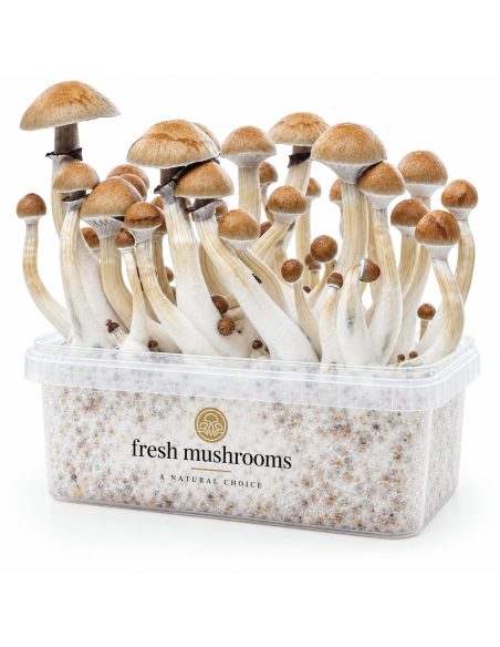 Pilz-Growkit Cambodian von Fresh Mushrooms, 1200 ml – Kit mit Pilzen, Vorderansicht