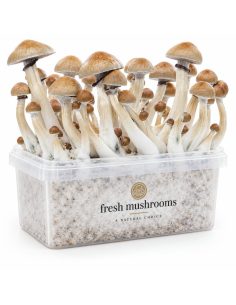 Pilz-Growkit Cambodian von Fresh Mushrooms, 1200 ml 2