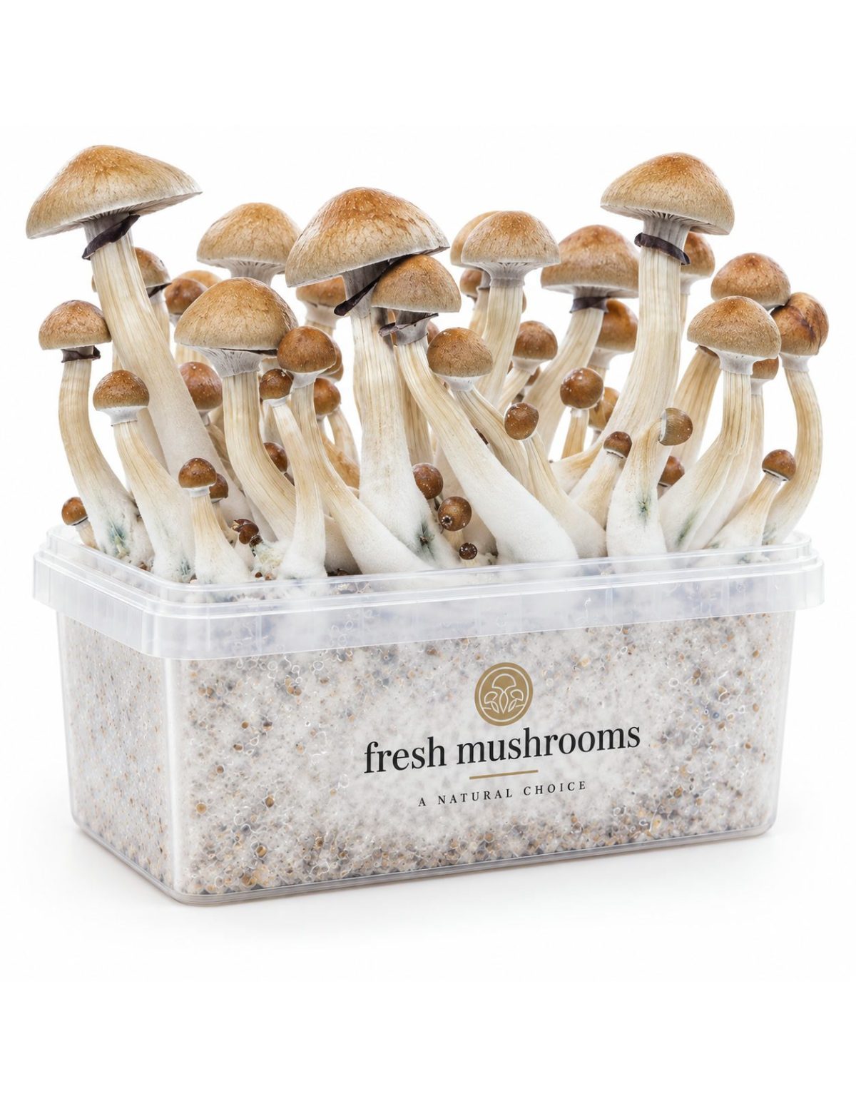 Pilz-Growkit Cambodian von Fresh Mushrooms, 1200 ml – Kit mit Pilzen, zweite Vorderansicht
