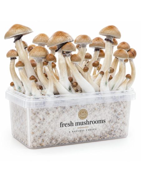 Pilz-Growkit Cambodian von Fresh Mushrooms, 1200 ml – Kit mit Pilzen, zweite Vorderansicht