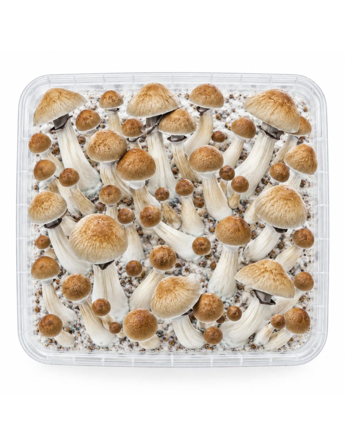 Pilz-Growkit Cambodian von Fresh Mushrooms, 1200 ml – Kit von oben