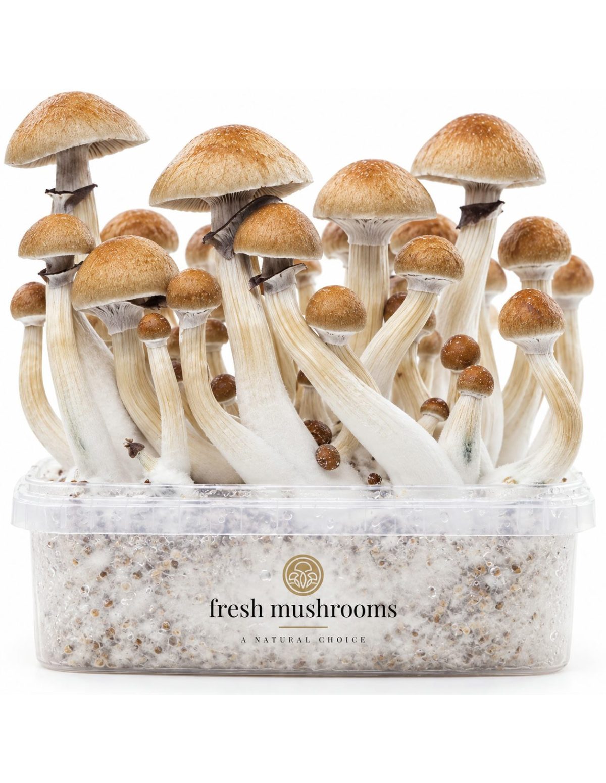 Pilz-Growkit Cambodian von Fresh Mushrooms, 1200 ml – Nahansicht von Hüten und Stielen