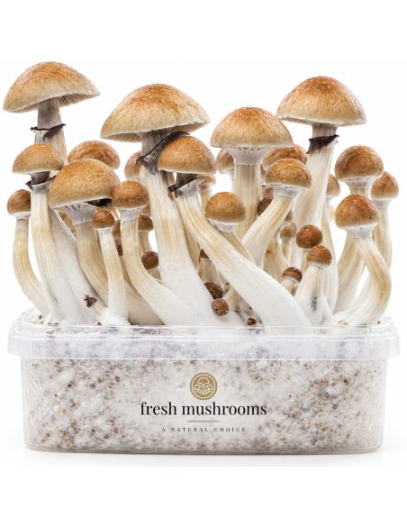 Pilz-Growkit Cambodian von Fresh Mushrooms, 1200 ml – Nahansicht von Hüten und Stielen