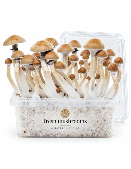 Pilz-Growkit Cambodian von Fresh Mushrooms, 1200 ml – Kit mit Pilzen und transparentem Deckel