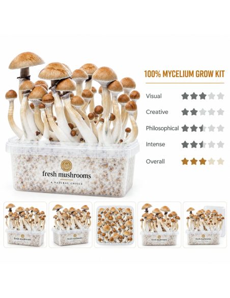 Pilz-Growkit Cambodian von Fresh Mushrooms, 1200 ml – Kit und fünf kleinere Ansichten