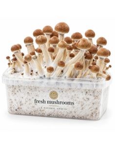 Pilz-Growkit Colombian von Fresh Mushrooms, 1200 ml