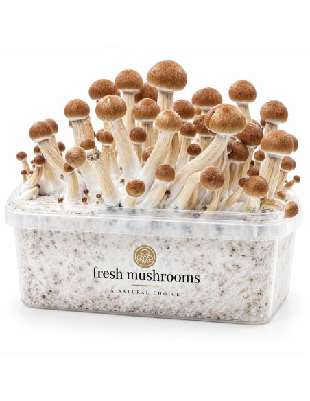 Pilz-Growkit Colombian von Fresh Mushrooms, 1200 ml – Kit mit Pilzen, Vorderansicht