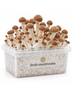 Pilz-Growkit Colombian von Fresh Mushrooms, 1200 ml 2