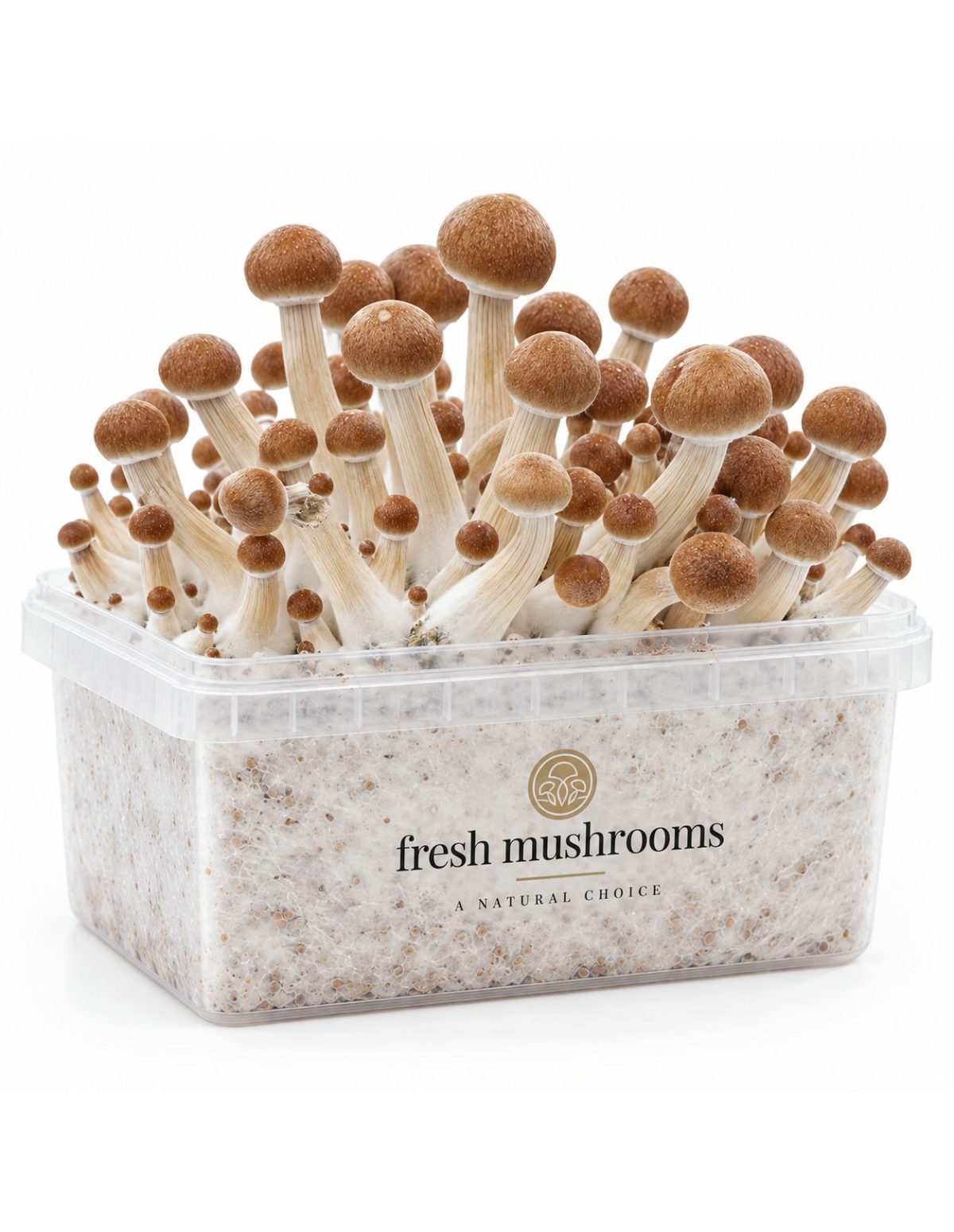 Pilz-Growkit Colombian von Fresh Mushrooms, 1200 ml – Kit mit Pilzen, Schrägansicht