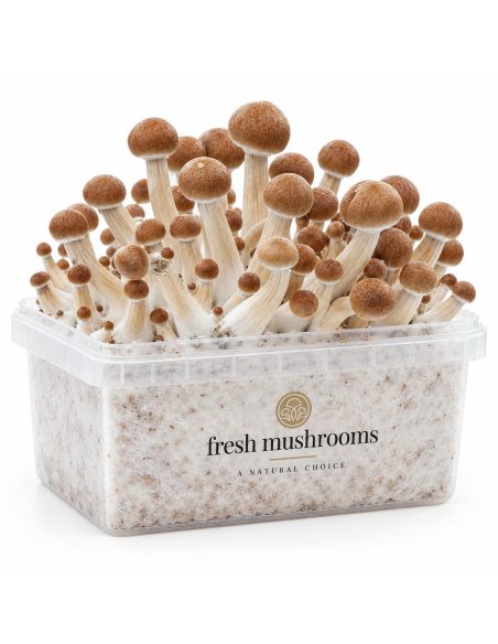 Pilz-Growkit Colombian von Fresh Mushrooms, 1200 ml – Kit mit Pilzen, Schrägansicht