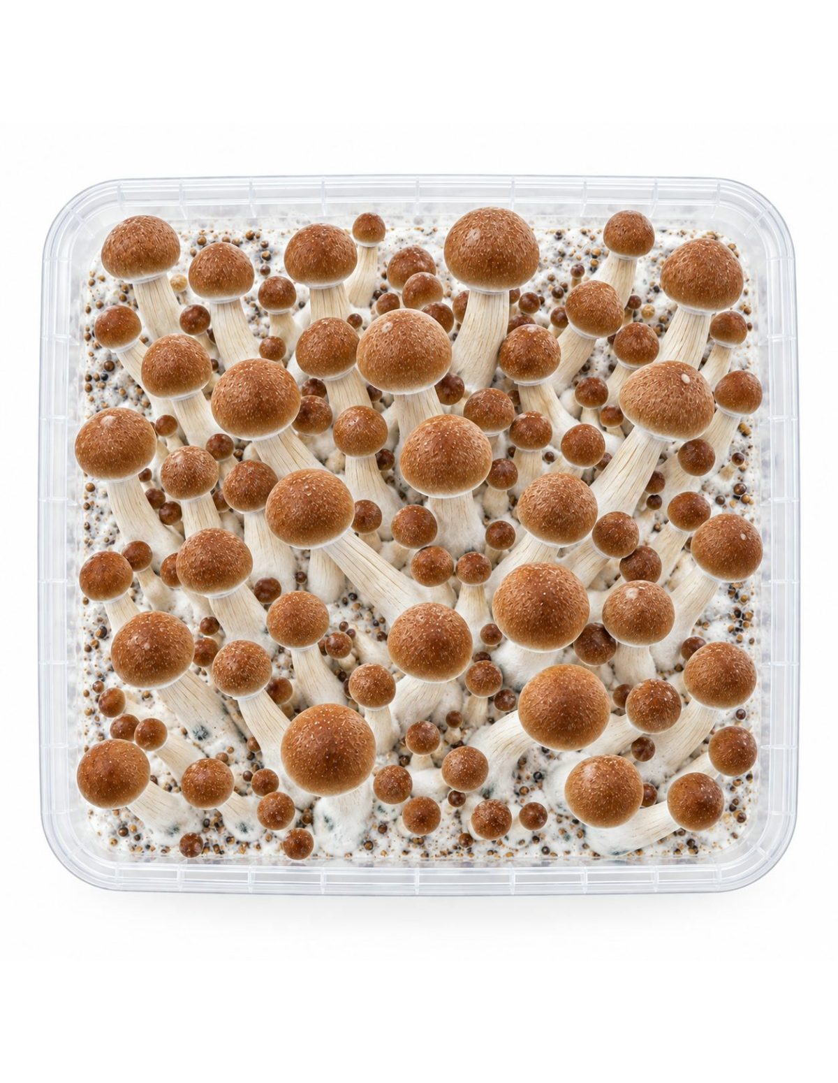 Pilz-Growkit Colombian von Fresh Mushrooms, 1200 ml – Kit von oben