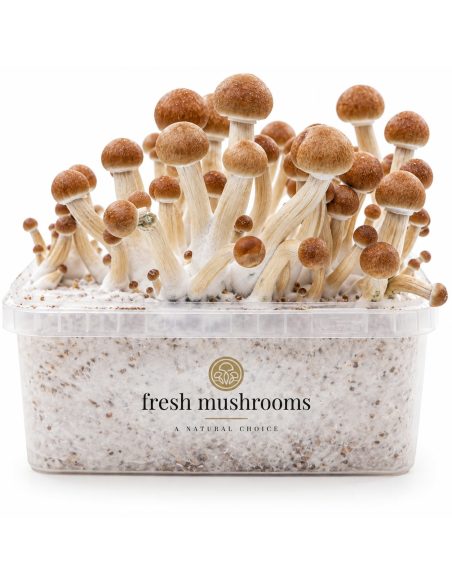 Pilz-Growkit Colombian von Fresh Mushrooms, 1200 ml – Kit mit Pilzen, frontale Ansicht
