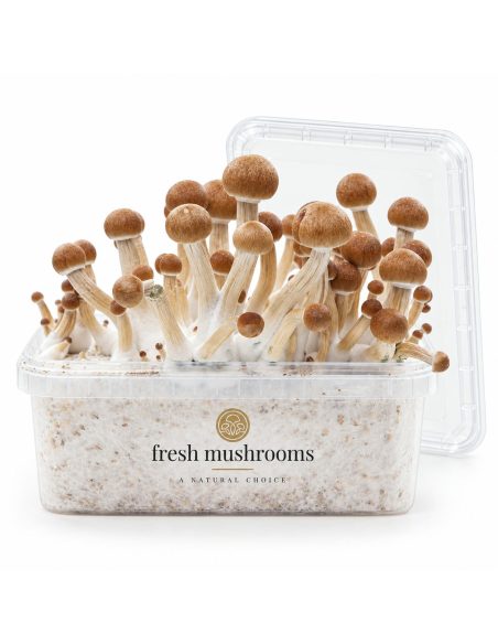 Pilz-Growkit Colombian von Fresh Mushrooms, 1200 ml – geöffnetes Kit mit transparentem Deckel