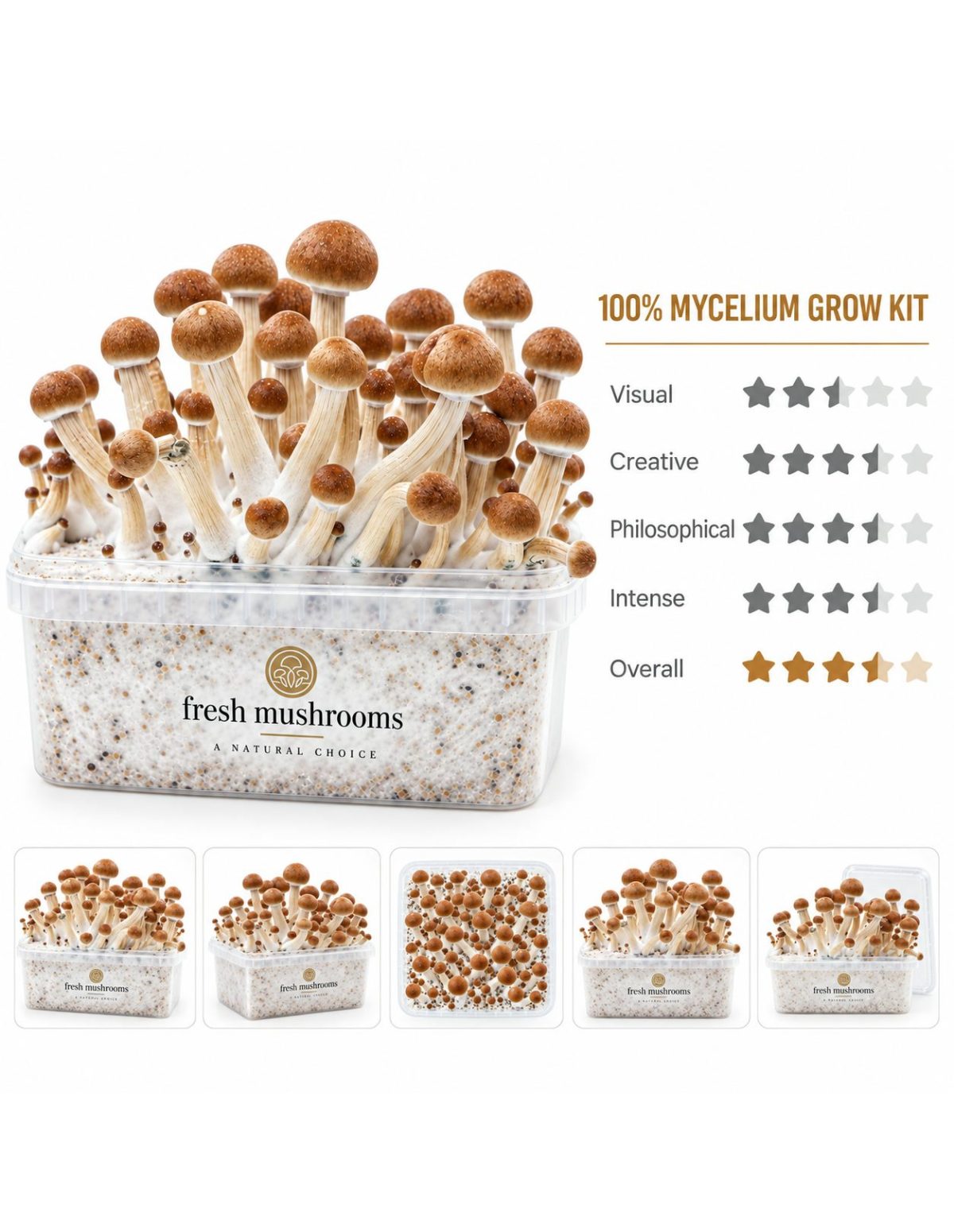 Pilz-Growkit Colombian von Fresh Mushrooms, 1200 ml – Kit mit fünf kleinen Ansichten