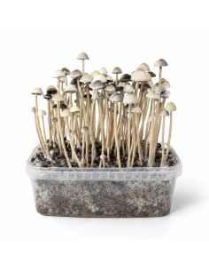 Growkit Panaeolus cyanescens Hawaii Copelandia – Mycotek 2