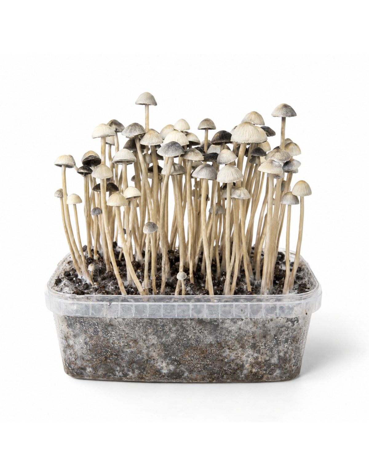 Growkit Panaeolus cyanescens Hawaii Copelandia – Mycotek – Kit mit Pilzen, Vorderansicht
